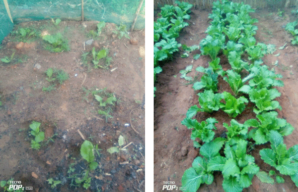 Mustard plants before and after biofertiliser was applied.