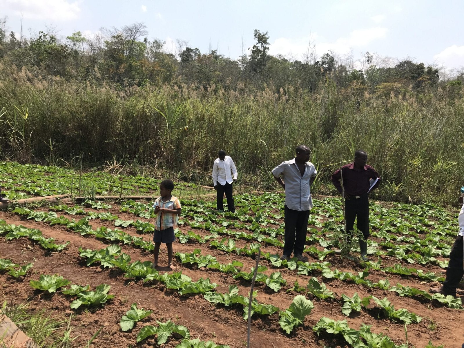 Rural Farming Techniques Improving farming techniques – Capacity Foundation