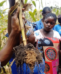 Woman displays root ball, to show how bokashi converts poor soil into good soil.