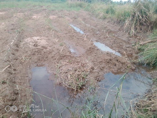 Flooded field in Malawi caused by Cyclone Freddy.