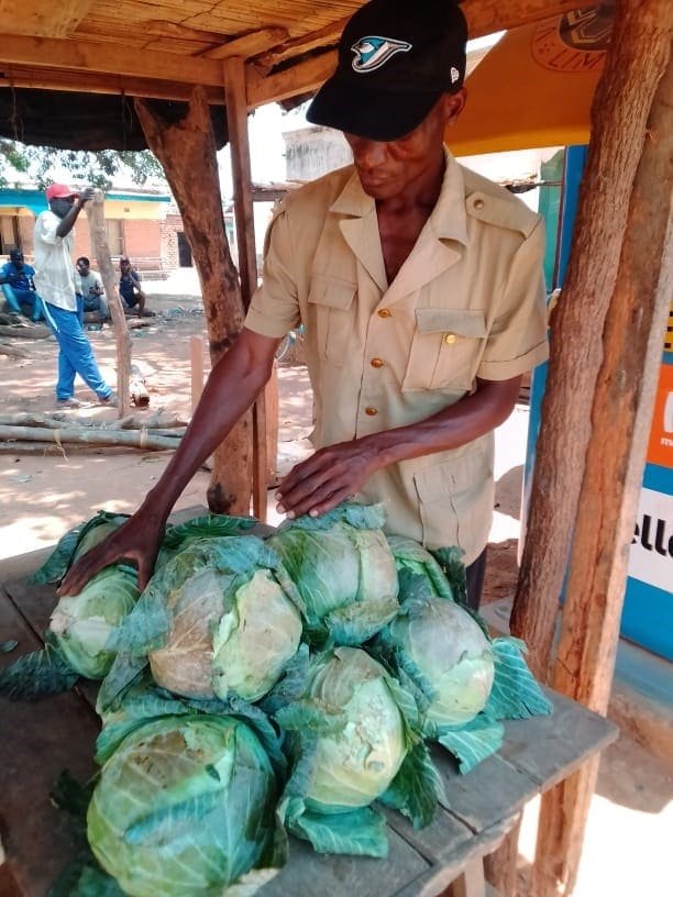 Using his business loan, Philip Banda produced 2000 cabbages the size of footballs.